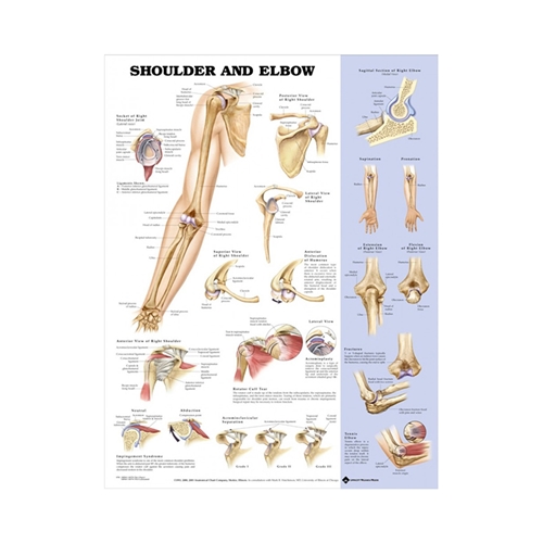 Anatomiskais plakāts – Plecs un elkonis 50x67cm